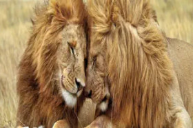 Senegambia - spacer z lwami