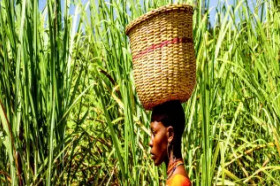 Królestwa ludów Diola